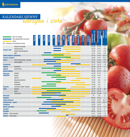Bazylia Drobnolistna – Aromatyczna – Kiepenkerl