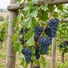 Winorośl Agat Doński (Vitis Agat Doński) – sadzonka w doniczce C2 – Botana