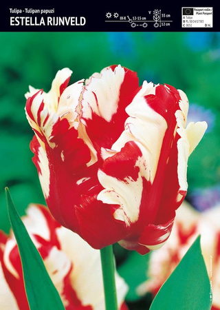 Tulipan 'Estella Rijnveld' – Papuzi – 10 szt.
