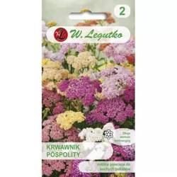 Krwawnik Pospolity – Mix Kolorów – Legutko