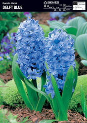 Hiacynt Delft Blue 3 szt.