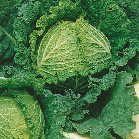 Kapusta Włoska 'Vertus 2' – Późna – Kiepenkerl
