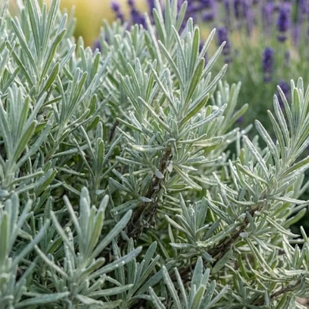 Lawenda Wąskolistna Hidcote Blue Lavandula Angustifolia Hidcote Blue) – sadzonka w doniczce C1,5 – Botana