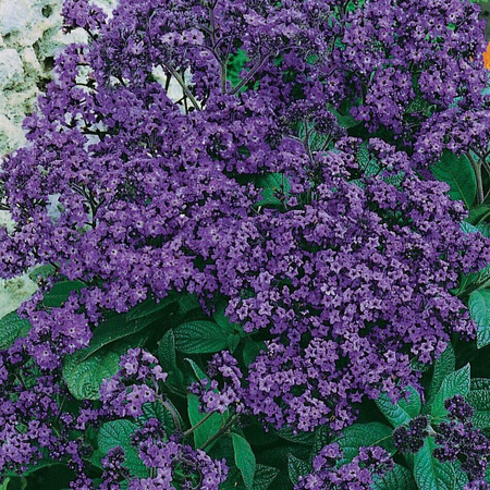 Heliotrop Peruwiański 'Vanillezauber' – Kiepenkerl