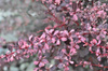 Berberys Thunberga 'Flamingo' – sadzonka w doniczce C3 – Botana