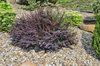 Berberys Thunberga 'Atropurpurea Nana' – sadzonka w doniczce C2 – Botana