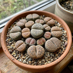 Żywe kamienie szczęścia (Lithops) – rozmiar sadzonki M