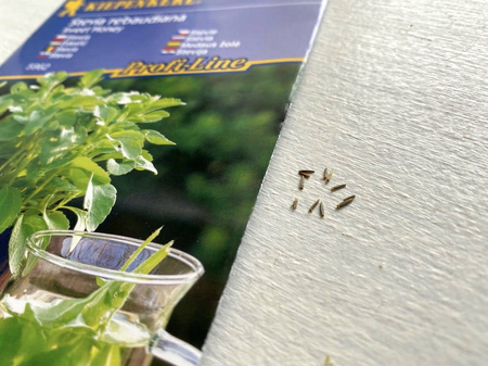 Stewia 'Sweet Honey' – Nasiona – Kiepenkerl