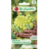 Kalafior ‘Romanesco Natalino’ – 1 g Legutko