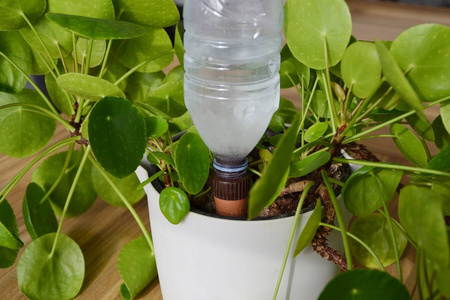 Nawadniacze Autonomiczne Aquago – 2 szt. Jardibric