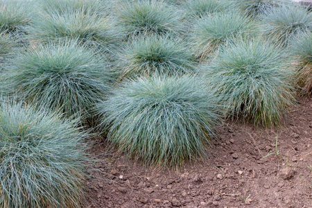 Wydmuchrzyca Piaskowa Blue Dune – sadzonka w doniczce C2 – Botana