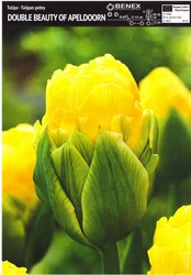 Tulipan Double Beauty Of Apeldorn 5 szt.