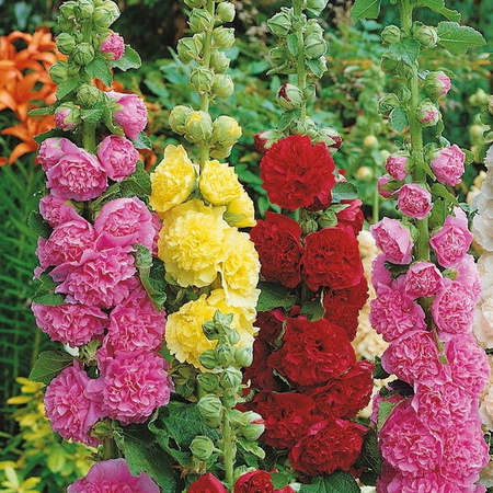 Malwa Ogrodowa – Mix Kolorów – Kiepenkerl