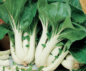 Pak Choi 'Joi Choi' F1 – Kiepenkerl