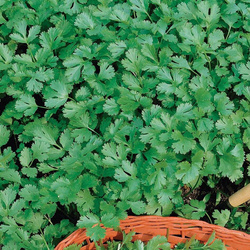 Kolendra Siewna – Kiepenkerl