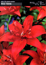 Lilia Azjatycka Podwójna 'Red Twin' – 4 szt.