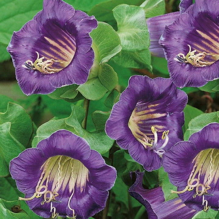 Kobea Pnąca 'Violette Glocke' – Nasiona Kiepenkerl