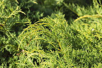 Jałowiec Sabiński 'Tamariscifolia' – Sadzonka 20-30 cm