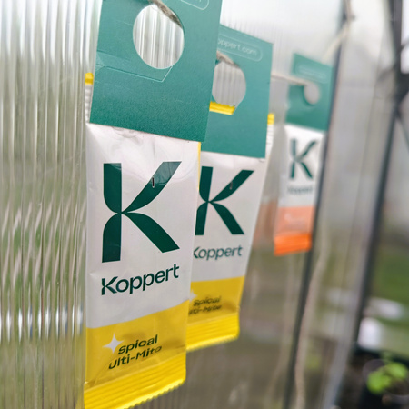 Dobroczynek swirski – drapieżne roztocze na wciornastki i mączliki 15 szt. – Vegano