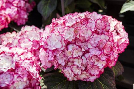 Hortensja Ogrodowa 'Miss Saori' – Sadzonka 20 cm