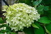 Hortensja Bukietowa 'Magical Candle Bokraflame' – sadzonka w doniczce C2 – Botana