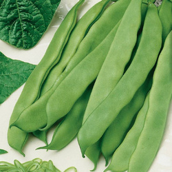 Fasola Zwykła 'Nassau' – Kiepenkerl