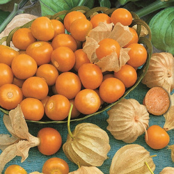 Miechunka peruwiańska – Rodzynek brazylijski – Kiepenkerl