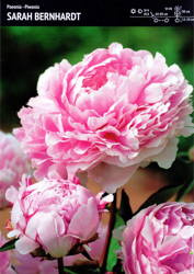 Piwonia 'Sarah Bernhardt' – 1 szt.