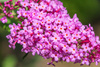 Budleja Davida 'Candy Little Pink' – Sadzonka 30 cm