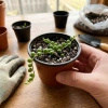 Starzec zwisający (Senecio rowleyanus) – rozmiar sadzonki M