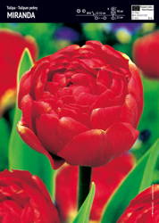 Tulipan 'Miranda' – Pełny – 10 szt.