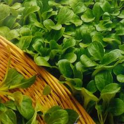 Roszponka Vit – Kiepenkerl