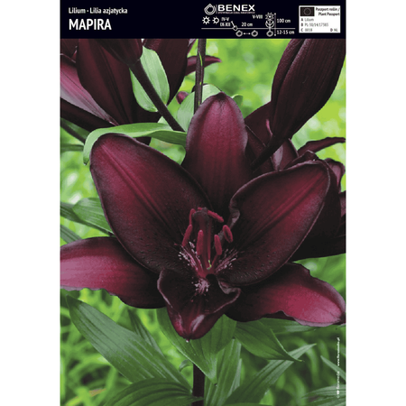 Lilia azjatycka Mapira 1 szt.