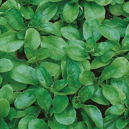 Roszponka 'Favor' – Na Taśmie – Kiepenkerl