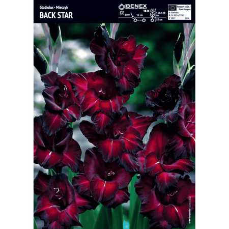 Mieczyk Back Star 5 szt.