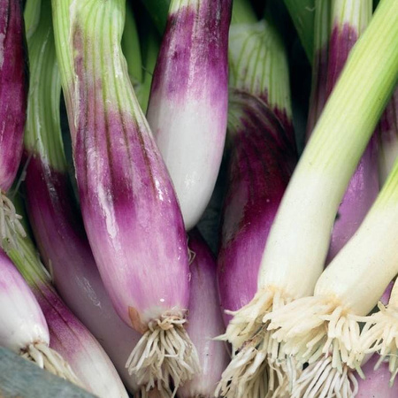 Cebula Dymka – 2 Odmiany Na Taśmie – Kiepenkerl