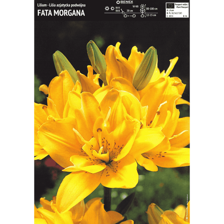 Lilia azjatycka pełna Fata Morgana 1 szt.