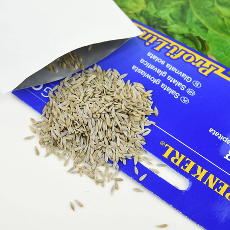 Sałata Głowiasta 'Maikonig' – Kiepenkerl