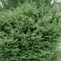 Cis Pośredni Densiformis