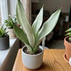 Sansewieria Moonshine (Sansevieria trifasciata) – sadzonka rozmiar S