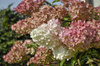Hortensja Bukietowa 'Magical Candle Bokraflame' – sadzonka w doniczce C2 – Botana