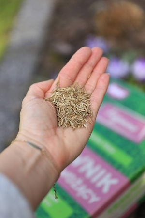 Trawnik samonawożący – nasiona traw z mikrokoniczyną 1 kg Vegano