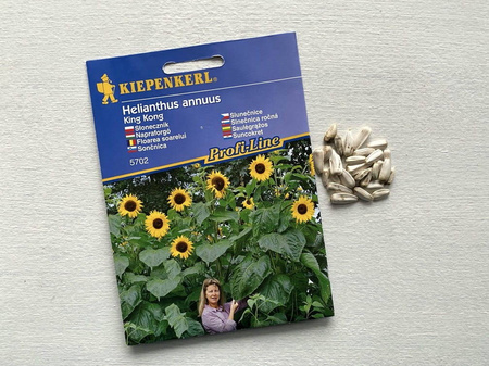 Słonecznik 'King Kong' – Gigant 4,5 m – Kiepenkerl