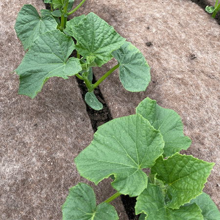 BioWełna Mata Ściółkująca – 0,8x5 m Agrimpex