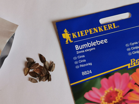 Cynia wytworna 'Bumblebee' - Nasiona - Kiepenkerl