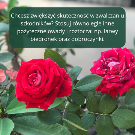 Złotooki bohater Vegano – 200 larw na mszyce, wciornastki, mączliki i wełnowce – 10 m² ochrony