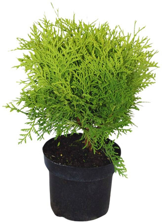 Tuja / Żywotnik Zachodni 'Danica' – Sadzonka 30-40 cm