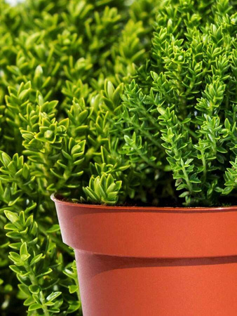 Hebe Green Globe Zimozielone - 20 szt. pakiet