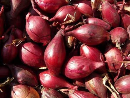 Cebula 'Red Baron' – Dymka 250 g