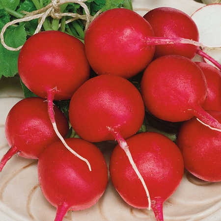 Rzodkiewka 'Riesenbutter' – Tradycyjna – Kiepenkerl